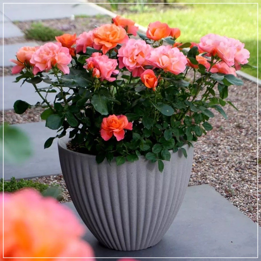 Sugar Candy Rose róża miniaturowa